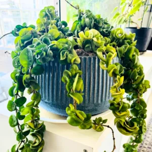 Hoya Live Plant, Hoya Hindu Rope Plant 4 Inches Pot, Live Plant Hindu Rope Hoya, Vine House Plant