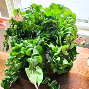 Hoya Plant, Hoya Hindu Rope Plant, Hoya Hindu Rope Plant Live Houseplants In 4 Inches Pot, House Plant