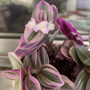 Pink Wandering Jew Plant, Tradescantia Nanouk Plant, Rare Houseplant In 4 Inches Pot, Live Houseplant Indoor Planting
