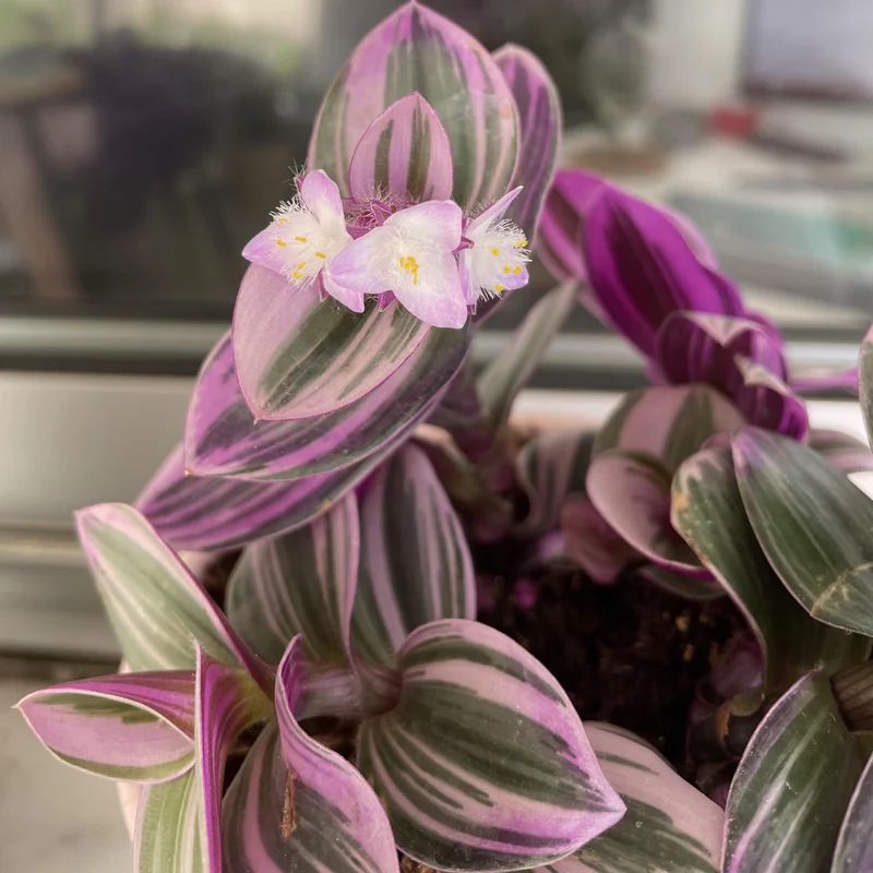 Pink Wandering Jew Plant, Tradescantia Nanouk Plant, Rare Houseplant In 4 Inches Pot, Live Houseplant Indoor Planting