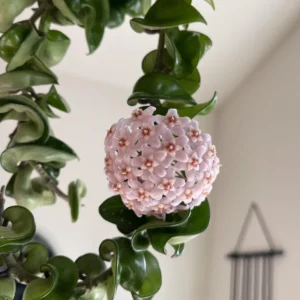 Hoya Plant, Hoya Hindu Rope Plant, Hoya Hindu Rope Plant Live Houseplants In 4 Inches Pot, House Plant