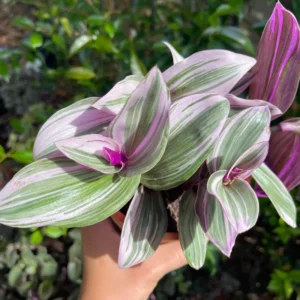 Pink Wandering Jew Plant, Tradescantia Nanouk Plant, Rare Houseplant In 4 Inches Pot, Live Houseplant Indoor Planting