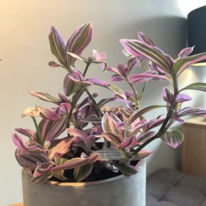 Tradescantia Plant Live - Nanouk Tradescantia Plant, Wandering Jew Plant 4 Inches Potted House Plant Live Indoor