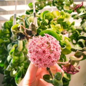 Hoya Hindu Rope Plant Live In 4 Inches Pot, Hoya Plant Live Houseplants, Hindu Hoya Rope Plant Live Plant