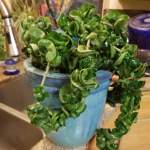 Hoya Plant, Hoya Hindu Rope Plant, Hoya Hindu Rope Plant Live Houseplants In 4 Inches Pot, House Plant