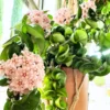 Hoya Plant, Hoya Hindu Rope Plant, Hoya Hindu Rope Plant Live Houseplants In 4 Inches Pot, House Plant