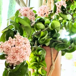 Hoya Plant, Hoya Hindu Rope Plant, Hoya Hindu Rope Plant Live Houseplants In 4 Inches Pot, House Plant