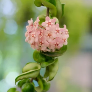 Hoya Hindu Rope Plant Live In 4 Inches Pot, Hoya Plant Live Houseplants, Hindu Hoya Rope Plant Live Plant