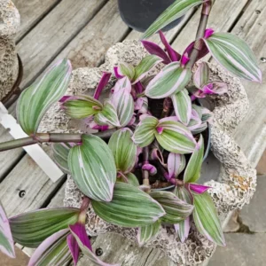 Tradescantia Plant Live - Nanouk Tradescantia Plant, Wandering Jew Plant 4 Inches Potted House Plant Live Indoor