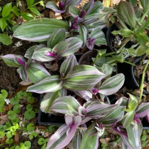 Tradescantia Plant Live - Nanouk Tradescantia Plant, Wandering Jew Plant 4 Inches Potted House Plant Live Indoor