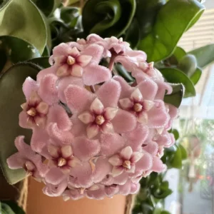 Hoya Live Plant, Hoya Hindu Rope Plant 4 Inches Pot, Live Plant Hindu Rope Hoya, Vine House Plant