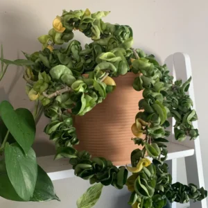 Hoya Plant, Hoya Hindu Rope Plant, Hoya Hindu Rope Plant Live Houseplants In 4 Inches Pot, House Plant