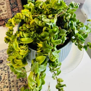 Hoya Live Plant, Hoya Hindu Rope Plant 4 Inches Pot, Live Plant Hindu Rope Hoya, Vine House Plant