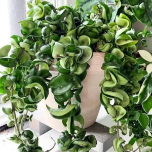 Hoya Hindu Rope Plant Live In 4 Inches Pot, Hoya Plant Live Houseplants, Hindu Hoya Rope Plant Live Plant