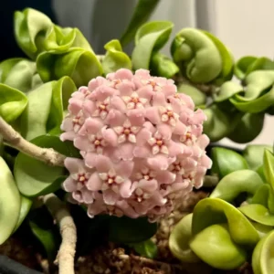 Hoya Live Plant, Hoya Hindu Rope Plant 4 Inches Pot, Live Plant Hindu Rope Hoya, Vine House Plant