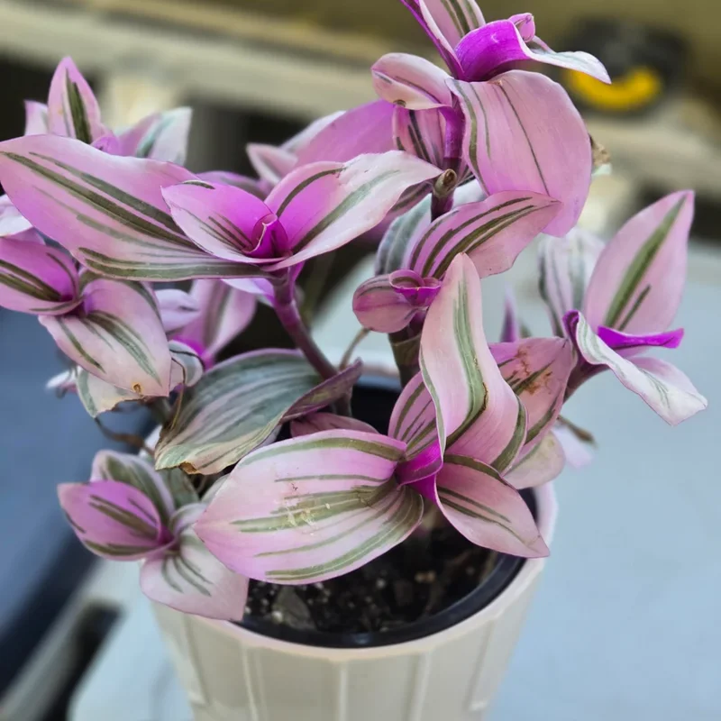 Pink Wandering Jew Plant, Tradescantia Nanouk Plant, Rare Houseplant In 4 Inches Pot, Live Houseplant Indoor Planting