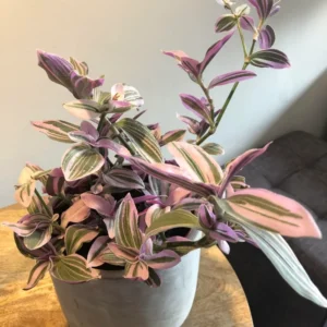 Pink Wandering Jew Plant, Tradescantia Nanouk Plant, Rare Houseplant In 4 Inches Pot, Live Houseplant Indoor Planting