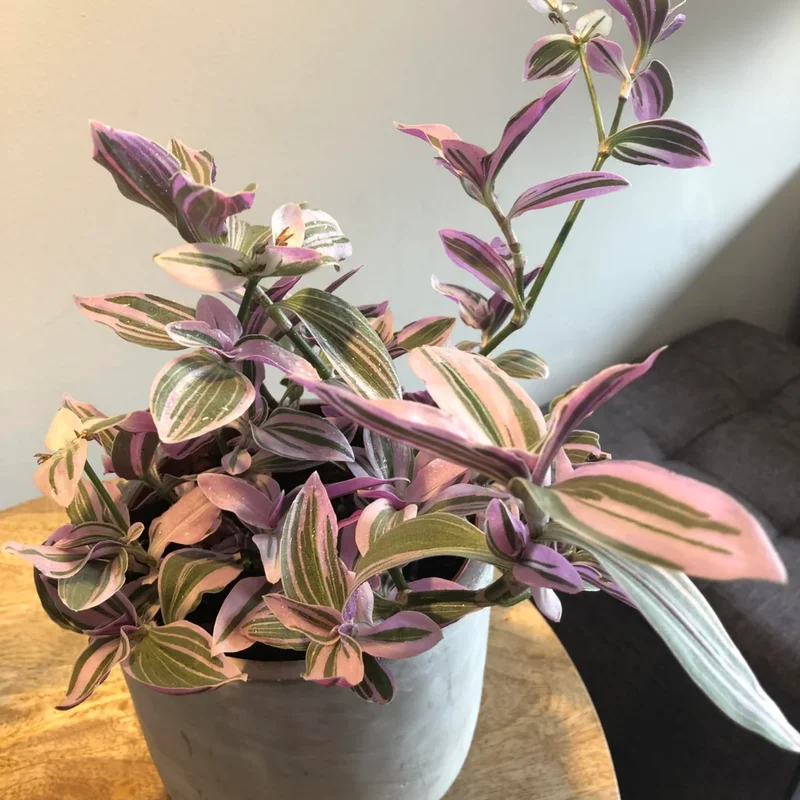 Pink Wandering Jew Plant, Tradescantia Nanouk Plant, Rare Houseplant In 4 Inches Pot, Live Houseplant Indoor Planting
