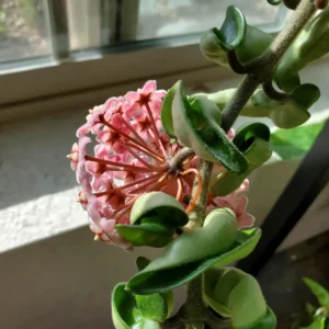 Hoya Live Plant, Hoya Hindu Rope Plant 4 Inches Pot, Live Plant Hindu Rope Hoya, Vine House Plant