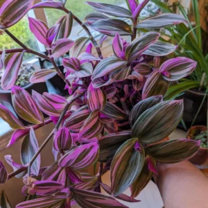 Pink Wandering Jew Plant, Tradescantia Nanouk Plant, Rare Houseplant In 4 Inches Pot, Live Houseplant Indoor Planting