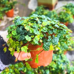 String Of Frogs Plant Live In 4 Inch Pot, Succulents Plant Live String Of Frogs, Live Plant Indoor String Of Frogs