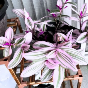 Wandering Jew Plant 4 Inches Pot - Nanouk Wandering Jew Plant Live, Pink Tradescantia Plant Live, Indoor Houseplant