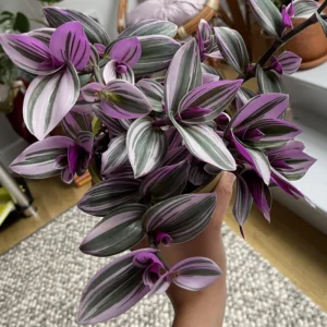 Wandering Jew Plant 4 Inches Pot - Nanouk Wandering Jew Plant Live, Pink Tradescantia Plant Live, Indoor Houseplant