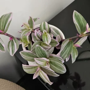 Wandering Jew Plant 4 Inches Pot - Nanouk Wandering Jew Plant Live, Pink Tradescantia Plant Live, Indoor Houseplant