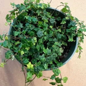 String Of Frogs Plant, Live Plant String Of Frogs, 4 Inch Pot String Of Frogs, String Of Frogs House Plant