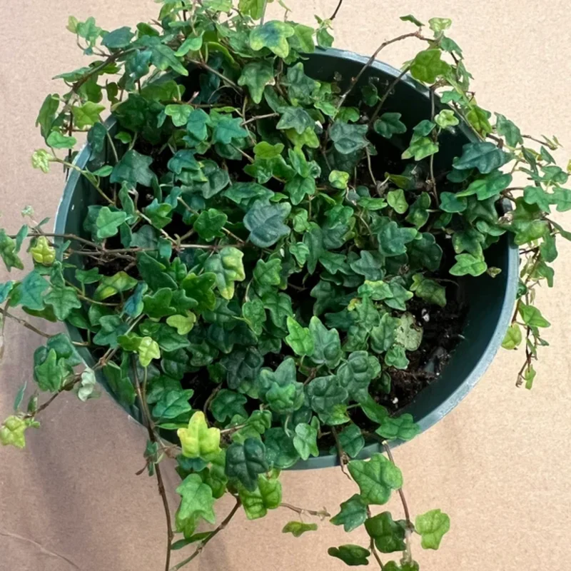 String Of Frogs Plant, Live Plant String Of Frogs, 4 Inch Pot String Of Frogs, String Of Frogs House Plant