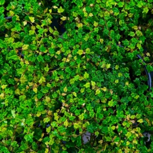 Live String Of Frogs Plant 4 Inch Potted, Mini String Of Frogs Live Plant, Live Indoor Plant String Of Frogs