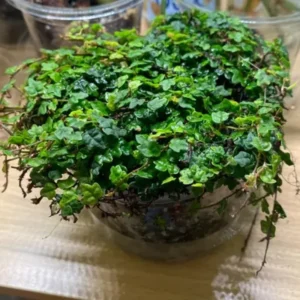 Live String Of Frogs Plant 4 Inch Potted, Mini String Of Frogs Live Plant, Live Indoor Plant String Of Frogs