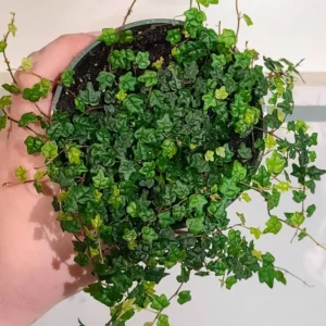 String Of Frogs Plant Live In 4 Inch Pot, Succulents Plant Live String Of Frogs, Live Plant Indoor String Of Frogs