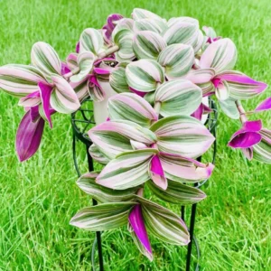 Wandering Jew Plant 4 Inches Pot - Nanouk Wandering Jew Plant Live, Pink Tradescantia Plant Live, Indoor Houseplant