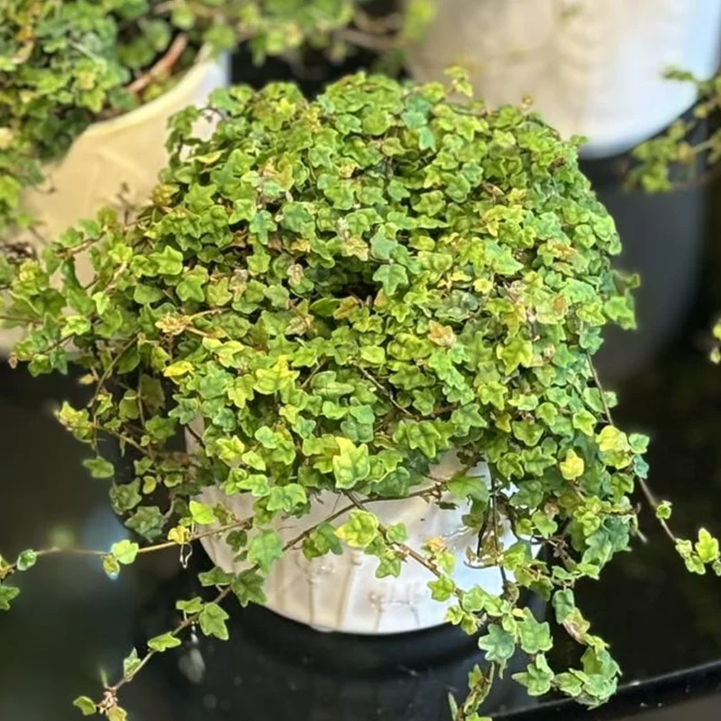 String Of Frogs Plant, Live Plant String Of Frogs, 4 Inch Pot String Of Frogs, String Of Frogs House Plant