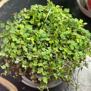 String Of Frogs Plant, Live Plant String Of Frogs, 4 Inch Pot String Of Frogs, String Of Frogs House Plant