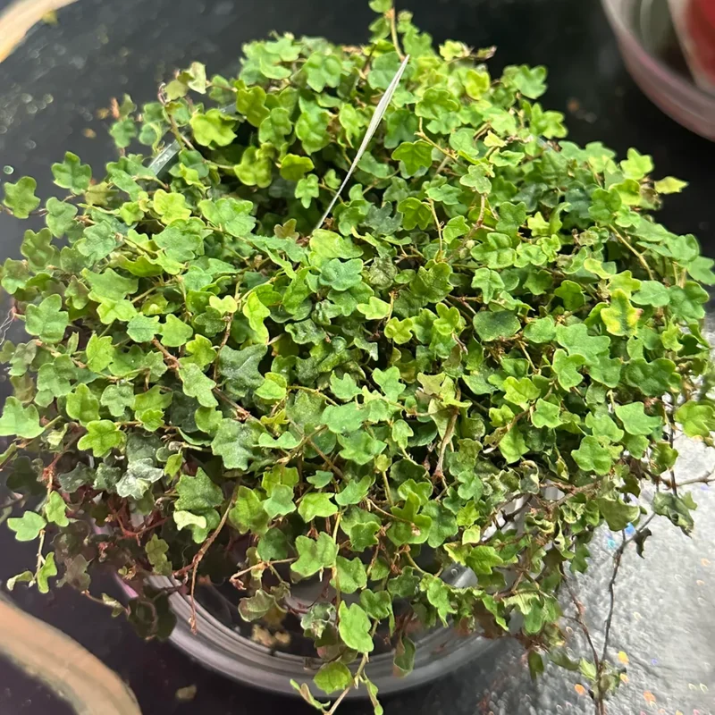 String Of Frogs Plant, Live Plant String Of Frogs, 4 Inch Pot String Of Frogs, String Of Frogs House Plant