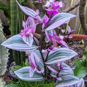 Wandering Jew Plant 4 Inches Pot - Nanouk Wandering Jew Plant Live, Pink Tradescantia Plant Live, Indoor Houseplant