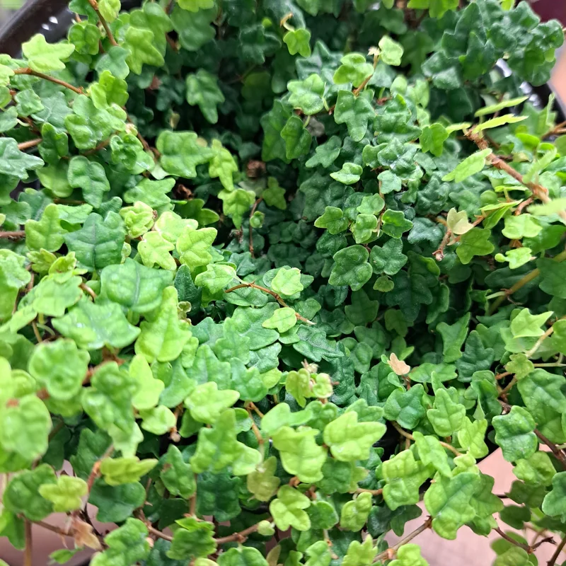 String Of Frogs Plant, Live Plant String Of Frogs, 4 Inch Pot String Of Frogs, String Of Frogs House Plant