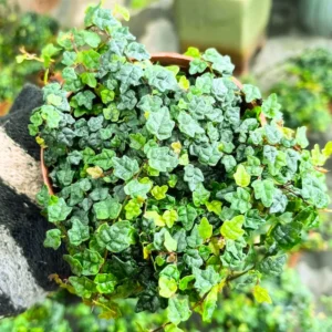 Live String Of Frogs Plant 4 Inch Potted, Mini String Of Frogs Live Plant, Live Indoor Plant String Of Frogs