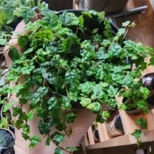 String Of Frogs Plant Live In 4 Inch Pot, Succulents Plant Live String Of Frogs, Live Plant Indoor String Of Frogs