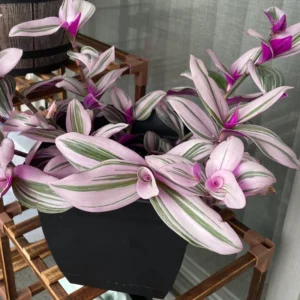 Wandering Jew Plant 4 Inches Pot - Nanouk Wandering Jew Plant Live, Pink Tradescantia Plant Live, Indoor Houseplant