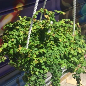 String Of Frogs Plant Live In 4 Inch Pot, Succulents Plant Live String Of Frogs, Live Plant Indoor String Of Frogs