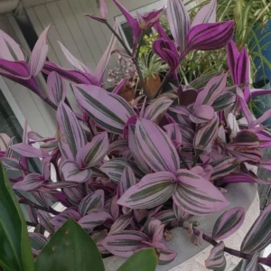 Wandering Jew Plant 4 Inches Pot - Nanouk Wandering Jew Plant Live, Pink Tradescantia Plant Live, Indoor Houseplant