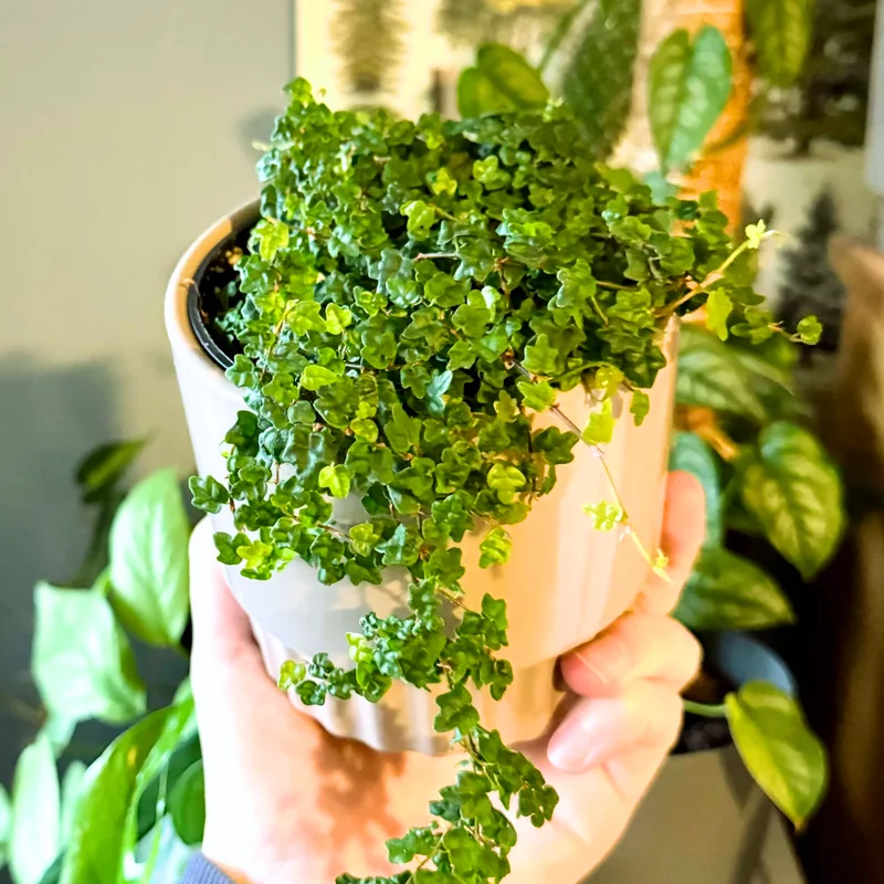 String Of Frogs Live, String Of Frog Live Plant 4 Inch Pot, Succulent String Of Frogs Plant, Live Plant String Of Frogs