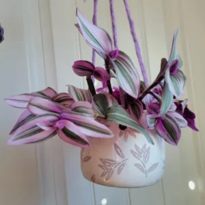 Wandering Jew Plant 4 Inches Pot - Nanouk Wandering Jew Plant Live, Pink Tradescantia Plant Live, Indoor Houseplant