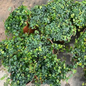 String Of Frogs Plant Live In 4 Inch Pot, Succulents Plant Live String Of Frogs, Live Plant Indoor String Of Frogs