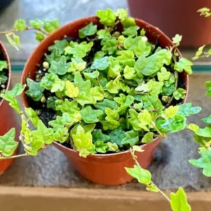 Live String Of Frogs Plant 4 Inch Potted, Mini String Of Frogs Live Plant, Live Indoor Plant String Of Frogs