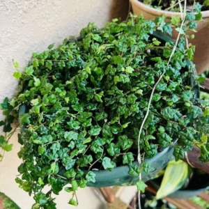 String Of Frogs Live, String Of Frog Live Plant 4 Inch Pot, Succulent String Of Frogs Plant, Live Plant String Of Frogs