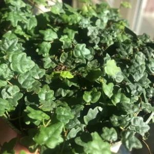 Live String Of Frogs Plant 4 Inch Potted, Mini String Of Frogs Live Plant, Live Indoor Plant String Of Frogs